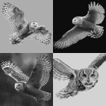 **Greyscale, realism, high contrast, defined fur pattern, snow owl in flight --v 7.0** - <@1116424656908464158> (fast)
-# Create, explore, and organize on [midjourney.com](<https://midjourney.com/imagine?from_discord=1>)