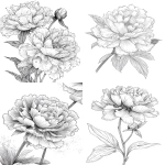 **pionies flower with layered petals rimmed in ice crystals for coloring book with crisp line and white background --ar 17:22 --v 7.0** - <@1117434682276057091> (relaxed)
-# Create, explore, and organize on [midjourney.com](<https://midjourney.com/imagine?from_discord=1>)