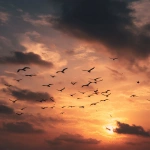 **Birds flying freely in the sky, warm sunset glow, freedom aesthetic --ar 4:5** - Image #1 <@1317242788189831250>
