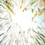 **nice, eaven, spring grass. view from the ground. white background --ar 16:9 --v 6.0 --style raw** - Image #1 <@1060466770776961064>