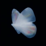 **18h 3D render, Forside-style fine-art surrealism inspired by Neo-Plasticism. A butterfly reimagined through pure geometric balance its wings unfold like translucent architectural planes of light and shadow. The left wing radiates luminous white and deep black in vertical order, while the right wing holds quiet horizontal bands of spectral color (red, blue, yellow). The organic veins dissolve into crystalline lines of perfect proportion, transforming natural symmetry into abstract discipline. No background, only a black void filled with silent luminosity, where motion is replaced by equilibrium. The butterfly becomes a floating cathedral of geometry a hymn of stillness, balance, and divine order within the sublime. --ar 3:4 --raw --profile 57e8bjg --stylize 360** - Image #3 <@1233018167018917952>