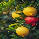 **Ultra realistic DSLR close-up photograph of a lemon tree branch with glossy elongated green leaves and whole bright yellow lemons, growing closely beside a pomegranate tree branch with dark green narrow leaves and several whole round red pomegranates with crown-like calyx tips, both fruits naturally overlapping in the same frame as if the trees grew side by side, natural outdoor lighting, soft golden hour sunlight, organic fruit textures with natural imperfections, hyper-detailed, 8k --ar 2:3 --v 6.0 --raw** - Image #3 <@1068890344428675213>
