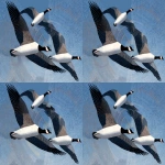 **barnacle goose in flight by Charley Harper --ar 5:4 --v 7.0** - Variations (Region) by <@1015631618645438535> (fast)