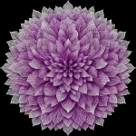 **lavender spirograph --s 750 --c 30 --w 10 --q 4 --p 4x7uqag jh81ly1 --v 7.0** - Image #2 <@1059634795207991457>