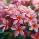 **beautiful cluster of plumerias, close up, pink --v 7.0** - Upscaled by <@1007112656773189665> (relaxed)