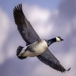 **barnacle goose in flight --ar 5:4** - Image #4 <@1015631618645438535>