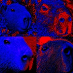 **capybara --p kiz9g8f** - <@372410297786433538> (relaxed)