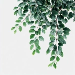 **green leaves branch cluster , white background** - Image #1 <@813303729926570016>