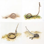 **A rope trap that looks like a simple lasso sits partially hidden on sparse grass on a white background. the end of the rope leads out of sight. Watercolor, fading into white. Simple, vibrant colors.** - <@201527347642499072> (fast)