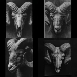 **Greyscale, hyper realism, gothic horror inspired, ram head** - <@1116424656908464158> (fast)