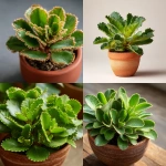 **a mature Kalanchoe (Bryophyllum) plant in a terracotta pot, lush green leaves with numerous tiny plantlets growing along the edges, thick succulent texture, natural daylight, highly detailed botanical close-up, symbolizing natural propagation and vitality --ar 1:1** - <@1276392323688955956> (fast)
-# Create, explore, and organize on [midjourney.com](<https://midjourney.com/imagine?from_discord=1>)
