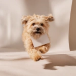 **A scrappy, medium-sized mixed-breed dog dashes through a professional photography studio, solid cream background, clutching a white Moleskine notebook in its mouth. The camera follows in a dynamic tracking shot at low angle, emphasizing the dog’s swift movement and determination. Bright lighting, soft shadows, casting warm highlights on the scene. Happy mood, occasional barking, footsteps echoing faintly. Style is clean and minimalist, capturing spontaneous life. No humans visible. Cinematic, no subtitles. --s 50 --raw** - Image #1 <@1041542379544526880>