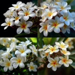 **beautiful cluster of plumerias, white, close up --v 7.0** - <@1007112656773189665> (relaxed)