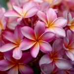 **beautiful cluster of plumerias, close up, pink --v 7.0** - Upscaled by <@1007112656773189665> (relaxed)
-# Create, explore, and organize on [midjourney.com](<https://midjourney.com/imagine?from_discord=1>)