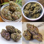 **lavender haze cannabis buds** - <@525741259168415751> (fast, stealth)
-# Create, explore, and organize on [midjourney.com](<https://midjourney.com/imagine?from_discord=1>)