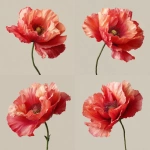 **realistic poppy flower, plain background --v 7.0** - Variations (Strong) by <@1153004013885866004> (fast)