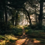 **Green forest path with sunlight shining through trees, soft mist, calm aesthetic --ar 4:5** - Image #3 <@1317242788189831250>