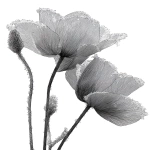 **poppies flower with layered petals rimmed in ice crystals for coloring book with crisp line and white background --ar 17:22** - Image #1 <@1117434682276057091>