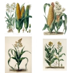 **vintage botanical illustration of maizes and their flower, next to each other, hand-colored engraving style, detailed naturalist drawing, 19th-century scientific plate, white background, soft muted colors, fine ink lines, labeled specimen, antique botanical art, high quality** - <@1189689698029940850> (fast)