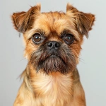 **Adult shorthaired Brussels Griffon dog, fur colour red/fawn, facing forward, relaxed mood, in focus, eyes looking directly into the camera lens, head shot, indoor studio lighting, photography studio, white background, portrait, one key light and two fill lights to brighten the entire face, photorealistic--v7.0 --v 6.0** - Image #3 <@961150162703626290>