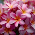 **beautiful cluster of plumerias, close up, pink --v 7.0** - Upscaled by <@1007112656773189665> (relaxed)