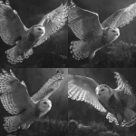 **Greyscale, realism, high contrast, defined fur pattern, snow owl in flight --v 7.0** - Variations (Strong) by <@1116424656908464158> (fast)
-# Create, explore, and organize on [midjourney.com](<https://midjourney.com/imagine?from_discord=1>)