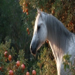**an image of a grey Arabian mare standing amongst pomegranate trees in strong dappled sunlight. The mare is in the right side of the image and Her head intersects the upper right third of the image and she is looking back toward the bottom left corner but her body is facing the bottom right corner. Her head and body create the curve of a golden ratio. Some of the pomegranates in the foreground toward the bottom left of the image are open and the seeds are visible --ar 16:9** - Image #2 <@670754511698001963>