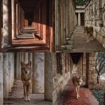 **A red wolf colonnade --v 7.0 --raw** - <@289471203620421643> (relaxed)