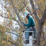 **tree service company --ar 3:2** - Image #2 <@895073519526871042>