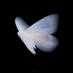 **18h 3D render, Forside-style fine-art surrealism inspired by Neo-Plasticism. A butterfly reimagined through pure geometric balance its wings unfold like translucent architectural planes of light and shadow. The left wing radiates luminous white and deep black in vertical order, while the right wing holds quiet horizontal bands of spectral color (red, blue, yellow). The organic veins dissolve into crystalline lines of perfect proportion, transforming natural symmetry into abstract discipline. No background, only a black void filled with silent luminosity, where motion is replaced by equilibrium. The butterfly becomes a floating cathedral of geometry a hymn of stillness, balance, and divine order within the sublime. --ar 3:4 --raw --profile 57e8bjg --stylize 360** - Image #4 <@1233018167018917952>