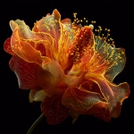 **extraterrestrial orange and yellow flower** - Image #3 <@1005547182792900740>