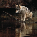 **hyper realistic nature photograph of a wolf using a fishing pole --v 7.0** - Upscaled by <@236957831763460096> (fast)
