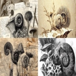 **faded page of an old encyclopedia, pen & ink illustration of ammonite amanita mushrooms --ar 16:9 --fast --v 7.0** - <@995633031735939133> (fast)