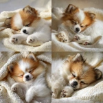 **fluffy white female pomeranian puppy with goldden brown markings fully covering both ears, slightly chubby body, long eyelashes, sleeping on a soft cream-colored blanket, just waking up, stretching paws, photorealistic lighting ar 9:16** - <@1192740390948847657> (fast)