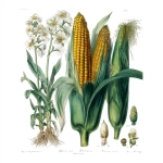 **vintage botanical illustration of maizes and their flower, next to each other, hand-colored engraving style, detailed naturalist drawing, 19th-century scientific plate, white background, soft muted colors, fine ink lines, labeled specimen, antique botanical art, high quality** - Image #1 <@1189689698029940850>