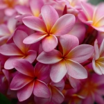 **beautiful cluster of plumerias, close up, pink --v 7.0** - Upscaled by <@1007112656773189665> (relaxed)
-# Create, explore, and organize on [midjourney.com](<https://midjourney.com/imagine?from_discord=1>)