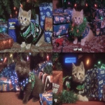**a cute kitten wearing a Christmas tree outfit surrounded by sparkling glittery presents with prophetic iris wrapping paper tumblr aesthetic --ar 3:2 --sref 1793609594** - <@937851746712186921> (relaxed)