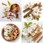 **Composition of white champak flowers and sandalwood pieces, isolated layout, no background, ayurvedic and mystical essence --ar 1:1 --v 6.0 --raw** - <@1350154422424043543> (fast)