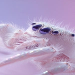 **Art-fashion macro studio photograph in a Gentle Monster-style aesthetic. A small white jumping spider (salticidae), ultra-detailed macro, soft fluffy texture, elegant and minimal. Each eye of the spider is covered with an individual optical glass element. Each eye has its own glass каждый глазик закрыт отдельным стеклом. Total of 6 separate glass elements. Glass design: frameless, no frame, no rims, no eyewear construction, rectangular micro-glass shape for each eye, lens size exactly matches the spider’s eye size, floating optical glass appearance, as if delicately placed on each eye, clear or very lightly tinted glass, subtle reflections. Connection details: minimal invisible micro-connectors or crystal-like joints between glass elements, cool silver tone, satin metal accents, refined and delicate. Background: clean studio gradient in soft lavender and pale violet tones. Lighting: soft diffused editorial macro lighting, gentle shadows, subtle highlights on glass and metal. Mood: minimal, futuristic, conceptual luxury, high-fashion art photography. --ar 9:16 --v 7.0 --raw** - Upscaled by &lt;@1239955832326586419&gt; (relaxed)