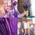 **lavender moodboard, aesthetic, visual design --chaos 10 --ar 3:2 --raw --weird 400 --v 6.1** - <@936929561302675456> (fast)
-# Create, explore, and organize on [midjourney.com](<https://midjourney.com/imagine?from_discord=1>)