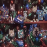 **a cute kitten wearing a Christmas tree outfit surrounded by sparkling glittery presents with prophetic iris wrapping paper tumblr aesthetic --ar 3:2 --sref 1793609594** - <@937851746712186921> (relaxed)
