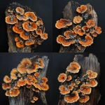 **photo of foxfire generated from fungi on decaying wood --v 6.1** - Variations (Strong) by <@1116566762247442494> (fast)