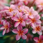 **beautiful cluster of plumerias, close up, pink --v 7.0** - Upscaled by <@1007112656773189665> (relaxed)
-# Create, explore, and organize on [midjourney.com](<https://midjourney.com/imagine?from_discord=1>)
