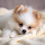 **fluffy white female pomeranian puppy with goldden brown markings fully covering both ears, slightly chubby body, long eyelashes, sleeping on a soft cream-colored blanket, just waking up, stretching paws, photorealistic lighting ar 9:16 --v 7.0** - Upscaled by <@1192740390948847657> (fast)