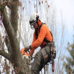 **tree service company --ar 3:2** - Image #4 <@895073519526871042>