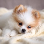 **fluffy white female pomeranian puppy with goldden brown markings fully covering both ears, slightly chubby body, long eyelashes, sleeping on a soft cream-colored blanket, just waking up, stretching paws, photorealistic lighting ar 9:16** - Image #1 <@1192740390948847657>