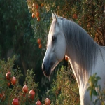 **an image of a grey Arabian mare standing amongst pomegranate trees in strong dappled sunlight. The mare is in the right side of the image and Her head intersects the upper right third of the image and she is looking back toward the bottom left corner but her body is facing the bottom right corner. Her head and body create the curve of a golden ratio. Some of the pomegranates in the foreground toward the bottom left of the image are open and the seeds are visible --ar 16:9 --v 7.0** - Upscaled by <@670754511698001963> (fast)