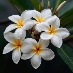 **beautiful cluster of plumerias, white, close up** - Image #4 <@1007112656773189665>