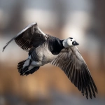 **barnacle goose in flight --ar 5:4** - Image #3 <@962736505955155978>