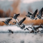 **barnacle goose in flight --ar 5:4** - Image #2 <@1015631618645438535>